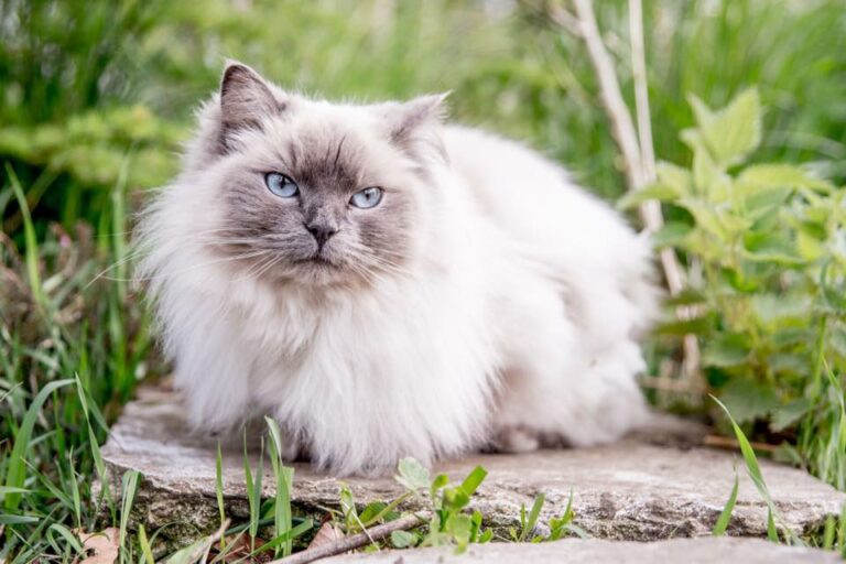 Fritgående dyr,kat, ragdoll skortskær, havnsø