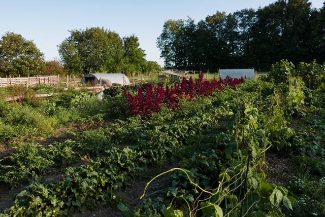 Fritgående dyr, skortskær, havnsø