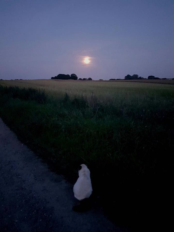Fritgående dyr, skortskær, havnsø